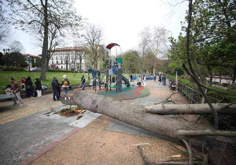 Cae un árbol en la zona de juegos infantil del paseo del Bombé